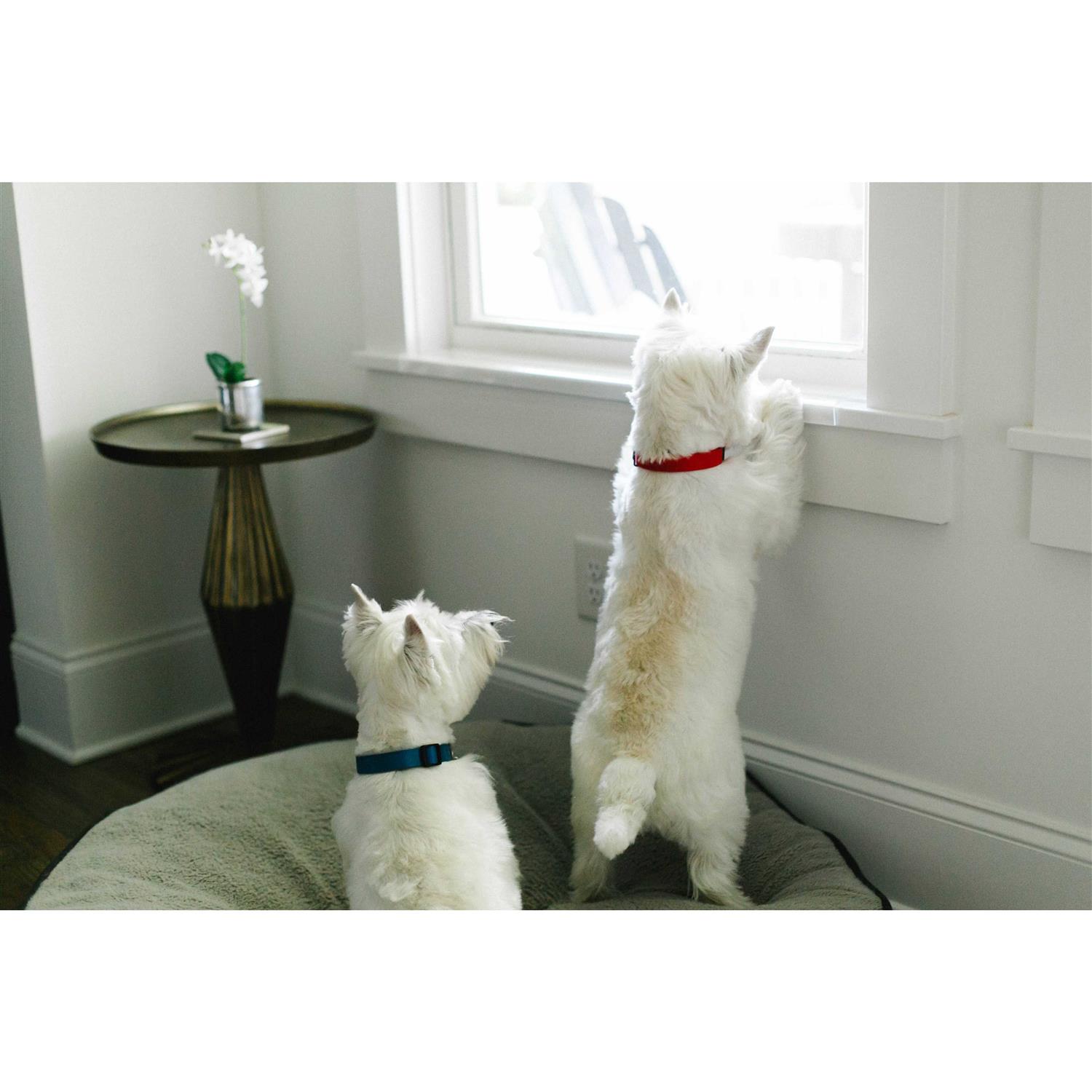 CLAWGUARD Window Sill Protector Strong Transparent Protection from Dog and Cat Scratching Chewing Slobbering and Clawing - Healthber