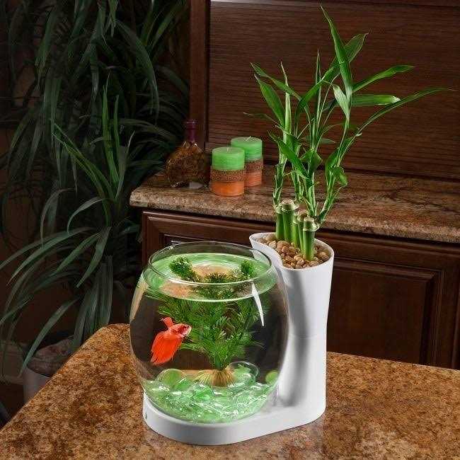 Elive Betta Fish Bowl / Betta Fish Tank with Planter - Healthber