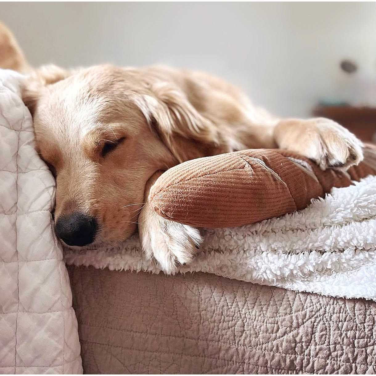 Baguette Enrichment Dog Toy - Healthber