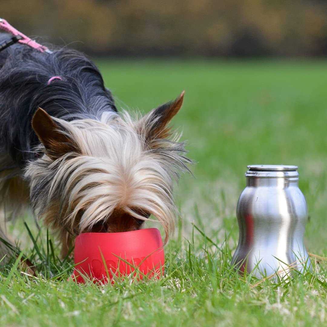 Kong H2O Stainless Steel Dog Water Bottle - Healthber