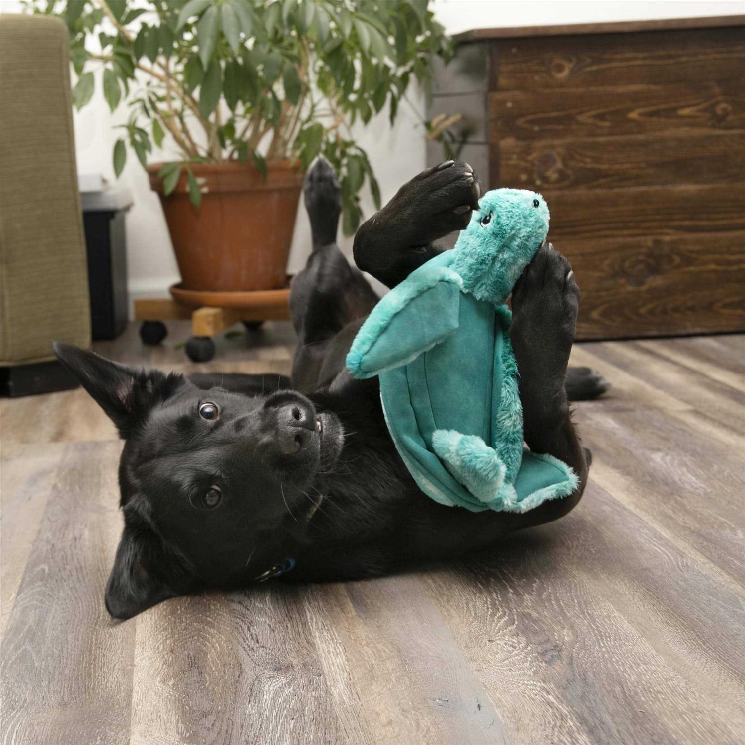 Kong SoftSeas Turtle Dog Toy - Healthber