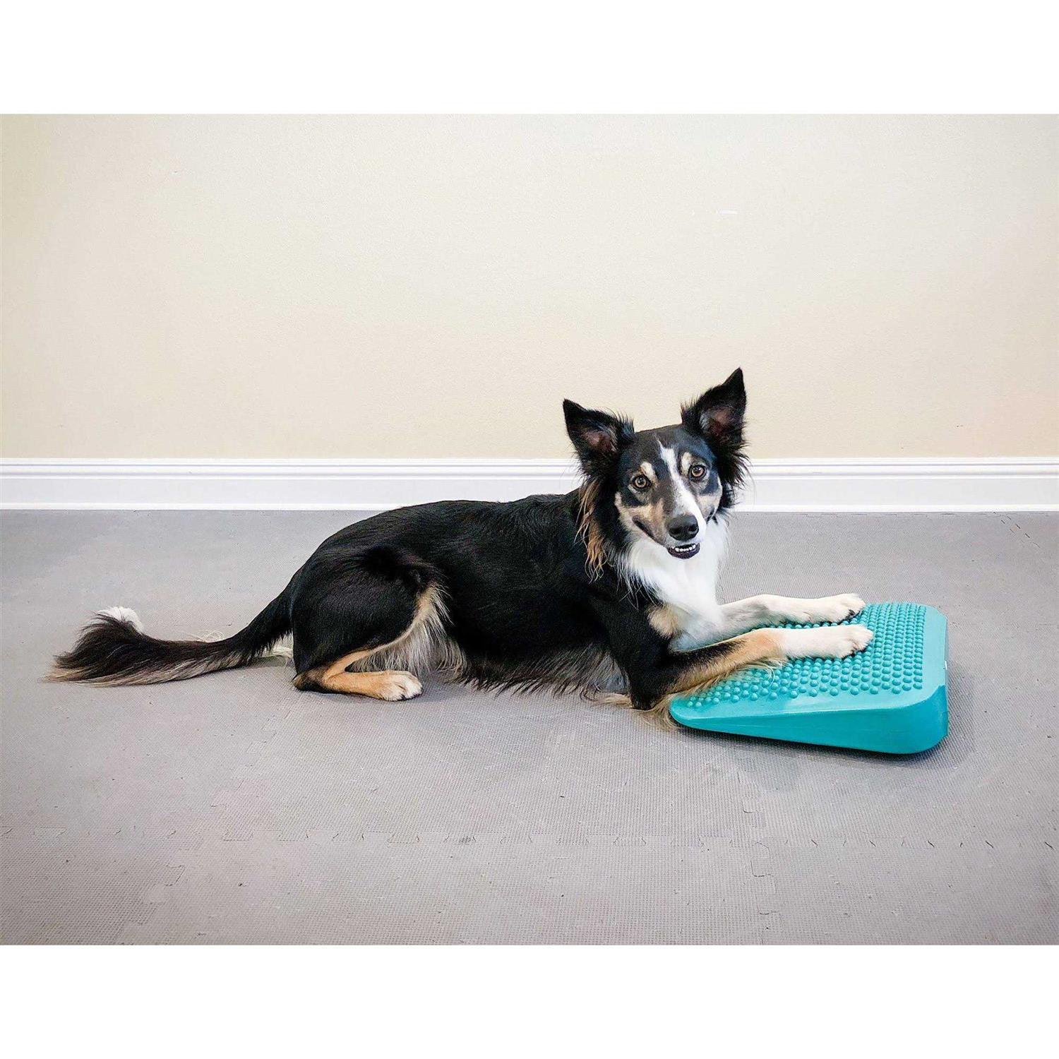 FitPAWS Ramp - Healthber