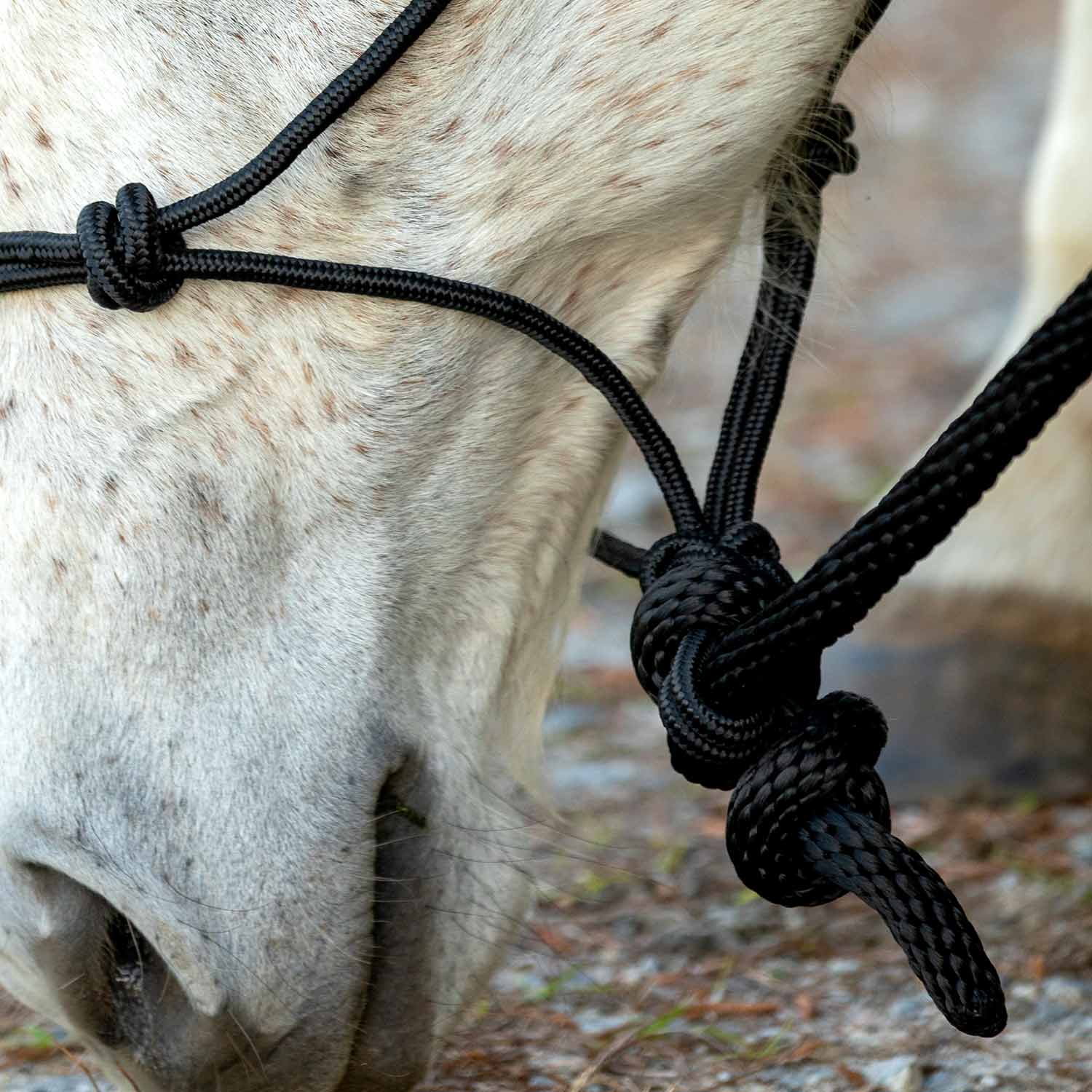 Poly Braided Rope Horse Halter with Lead - Healthber