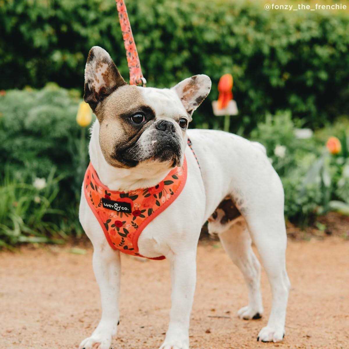 Lucy & Co Leash - Healthber