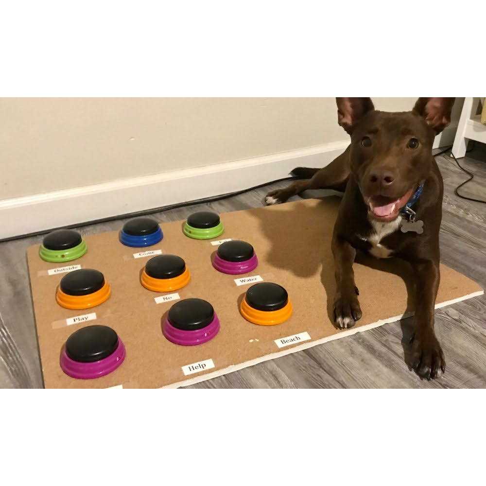 Hunger for Words Talking Pet Starter Set - Healthber