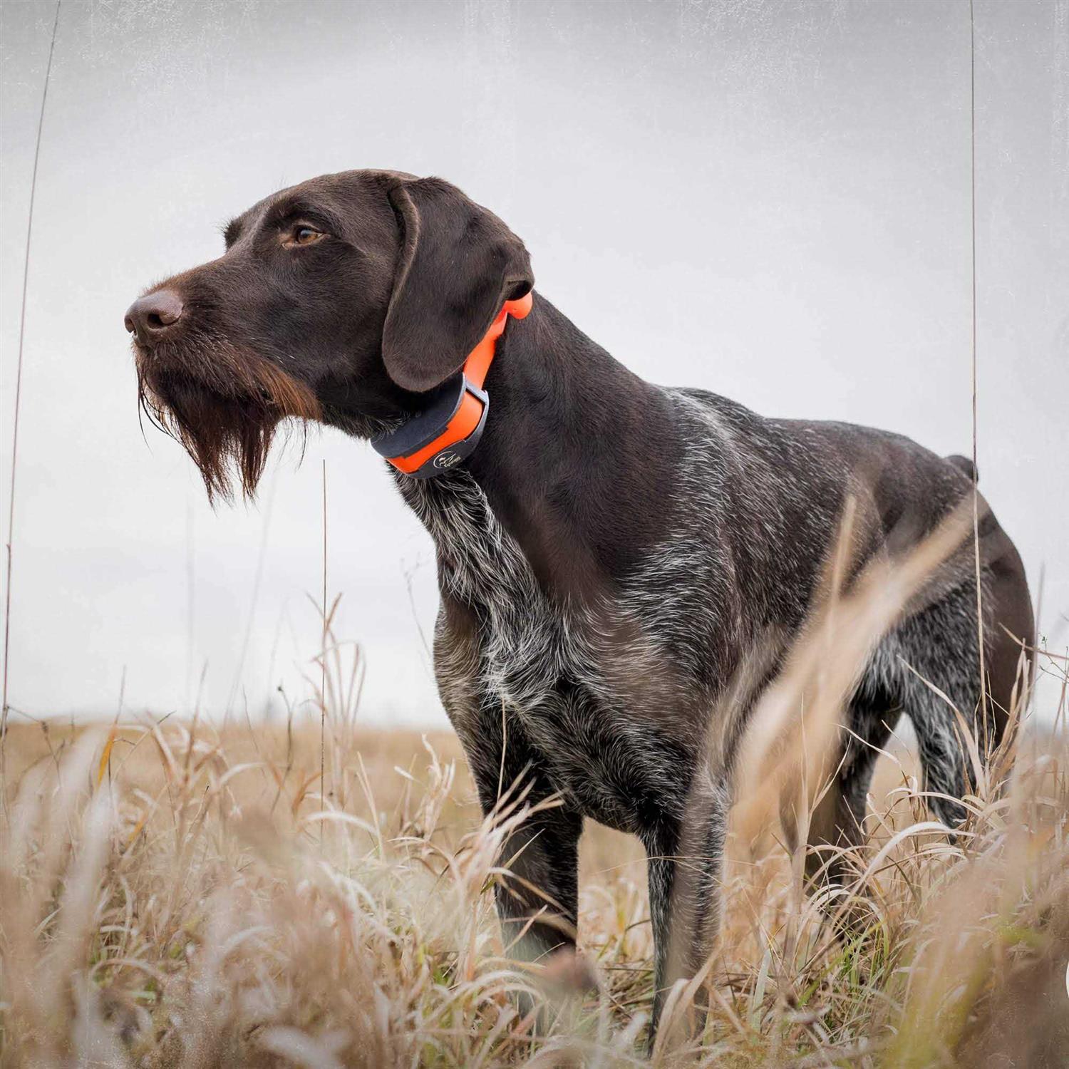 SportDOG Collar Strap - Healthber