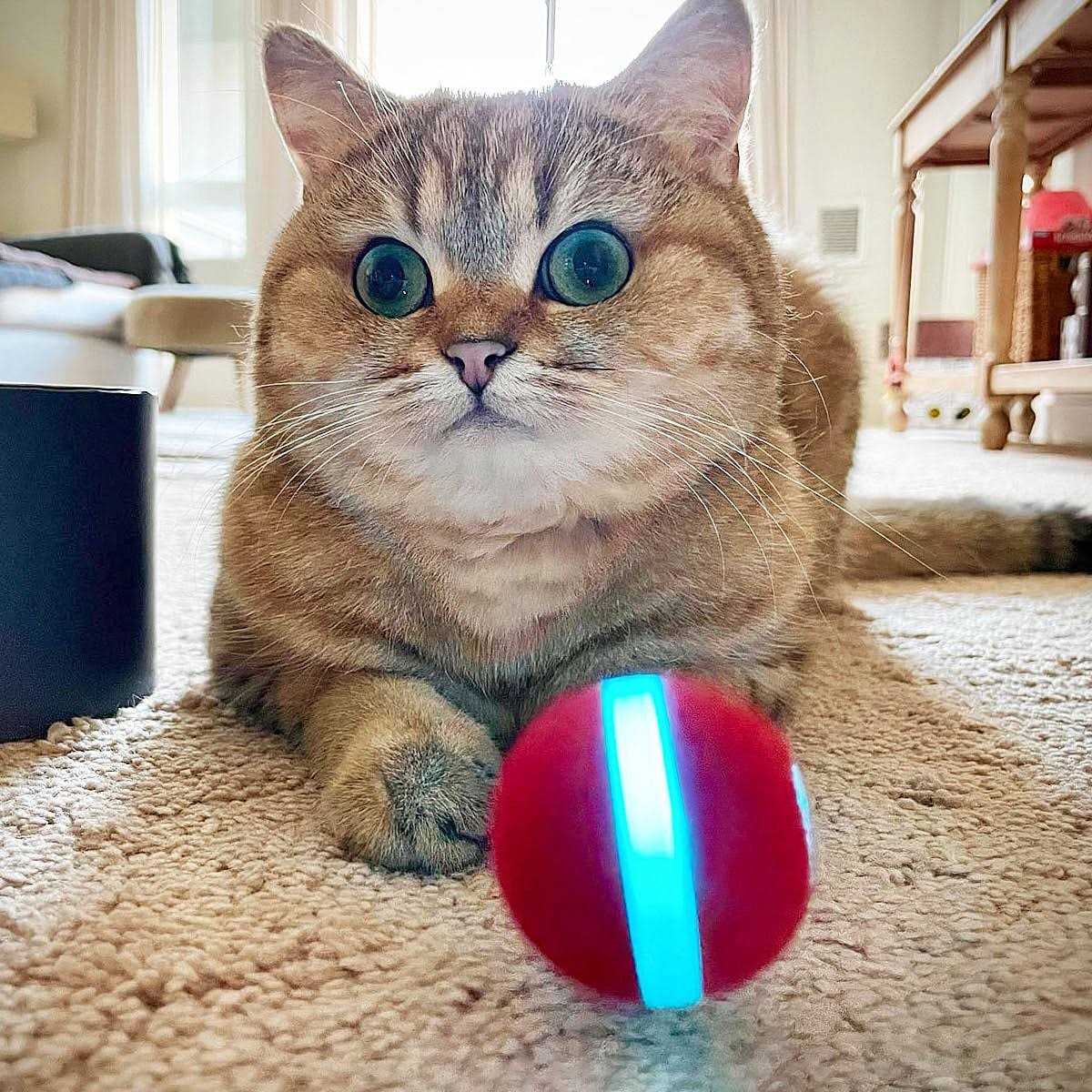 Cheerble Ball Smart interactive Cat Toy 1.7 Inch - Healthber