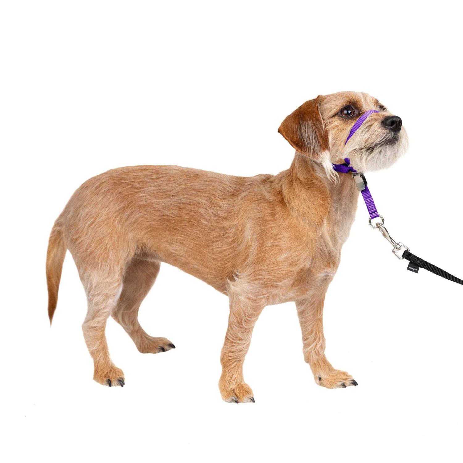 PetSafe Gentle Leader Headcollar - Healthber