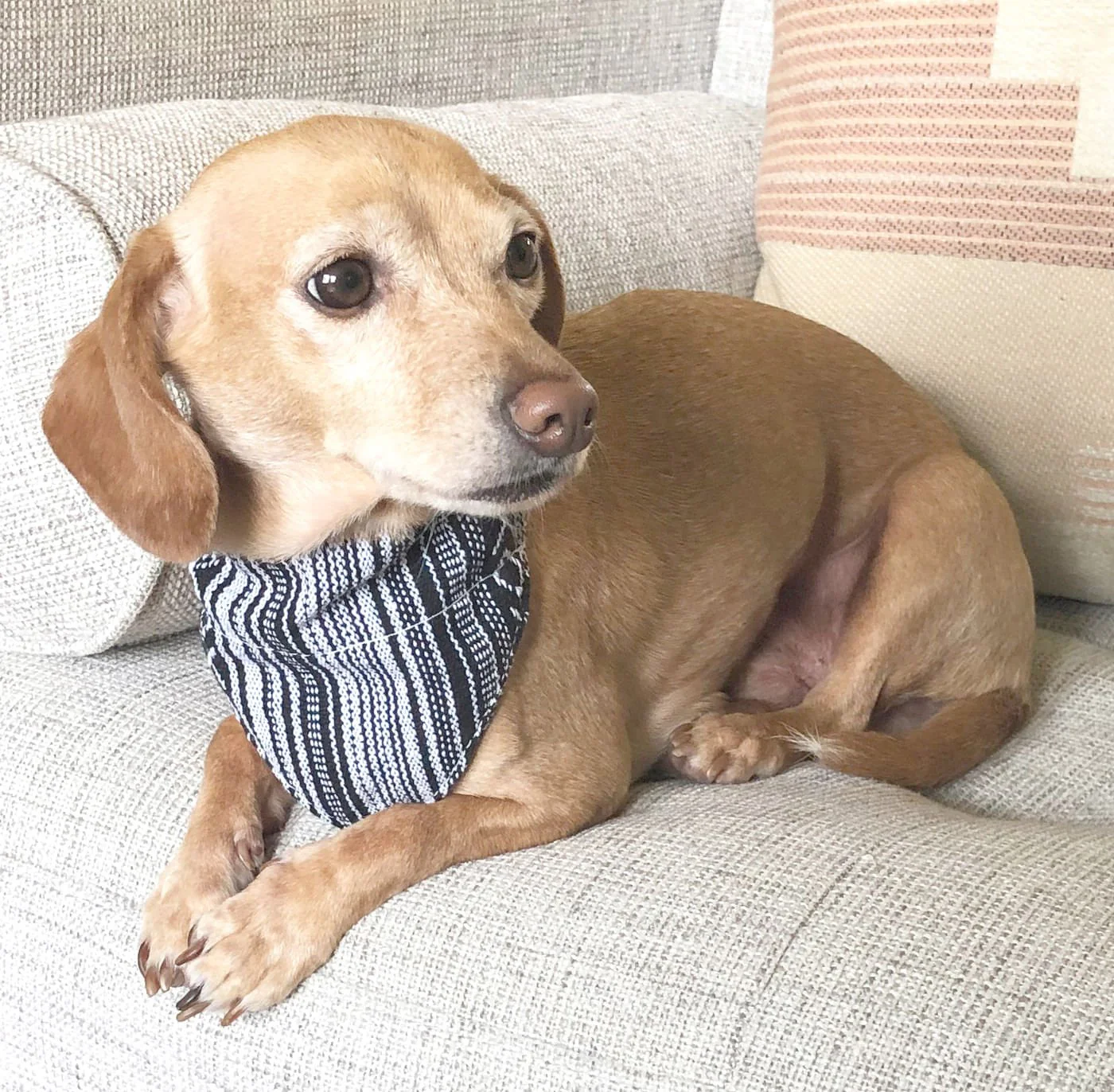 Walking Palm Dog Bandana - Healthber