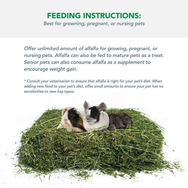 Viking Farmer Alfalfa Hay for Rabbits & Small Pets - Healthber