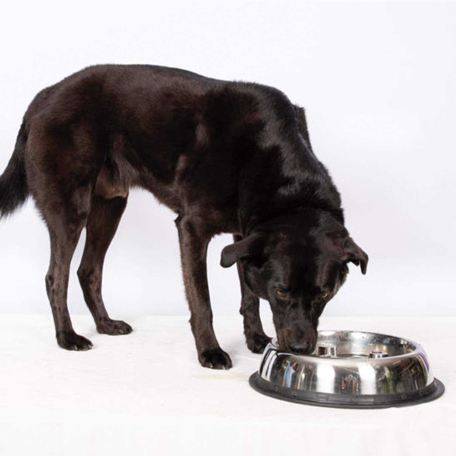 Qt Dog Stainless Steel Brake-Fast Bowl - Healthber