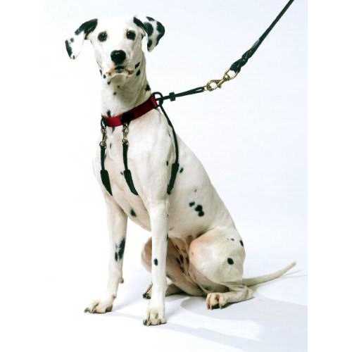 Original Sporn Training Halter - Healthber