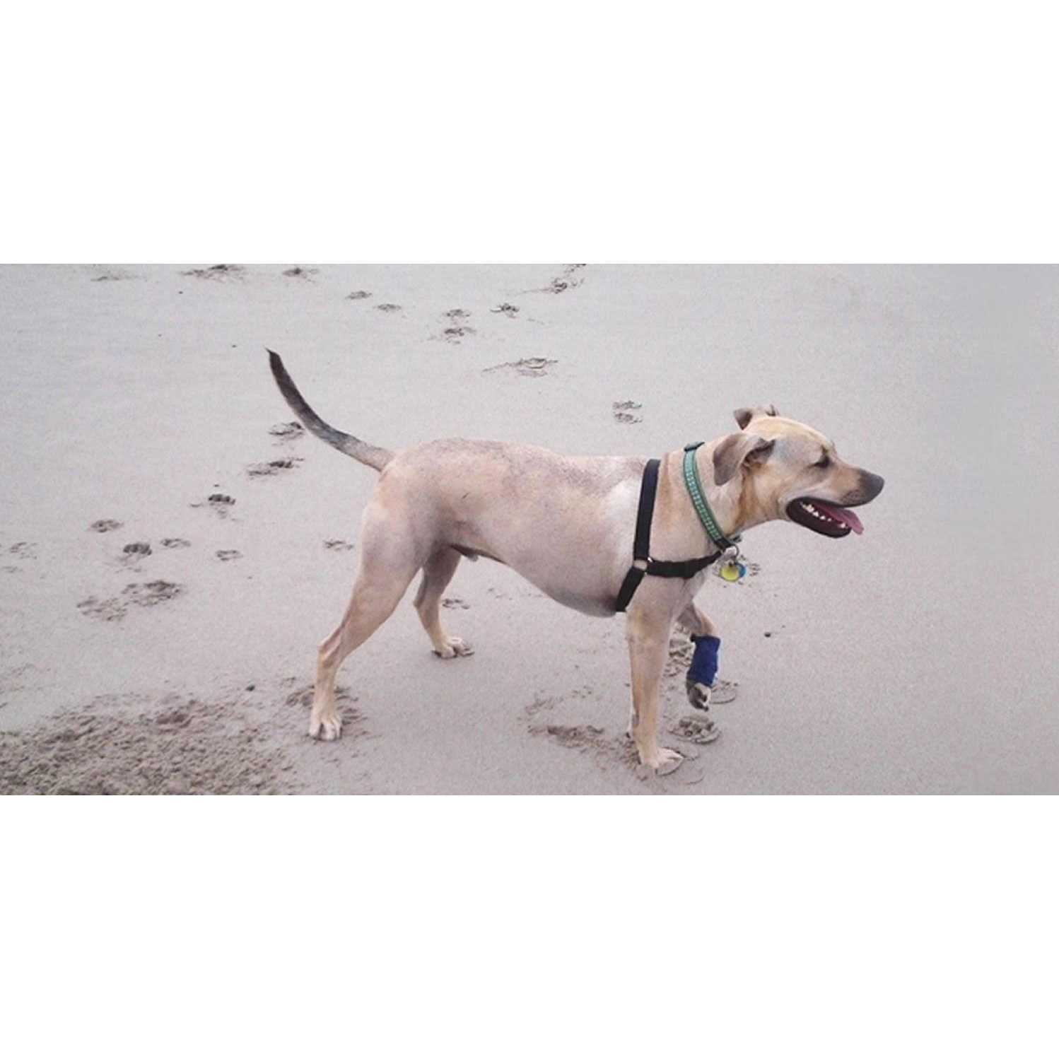 Healers Wraps for Dogs - Healthber