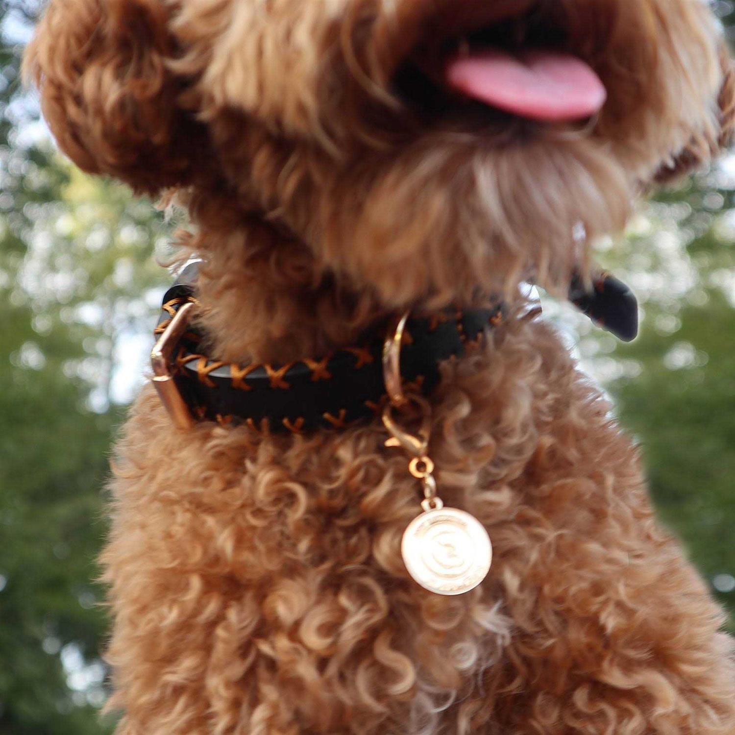 Scotch & Co Handcrafted Standard Dog Collar - Healthber