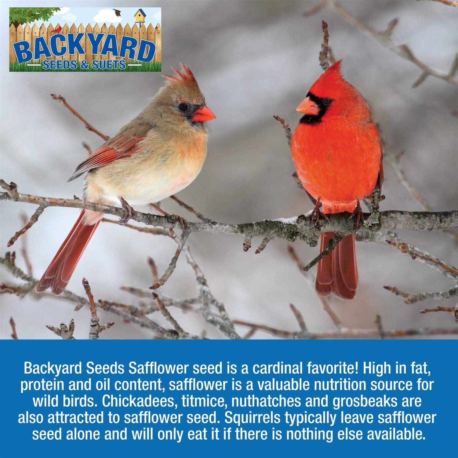 CountryMax Backyard Seeds Safflower Bird Seed for Cardinals - Healthber