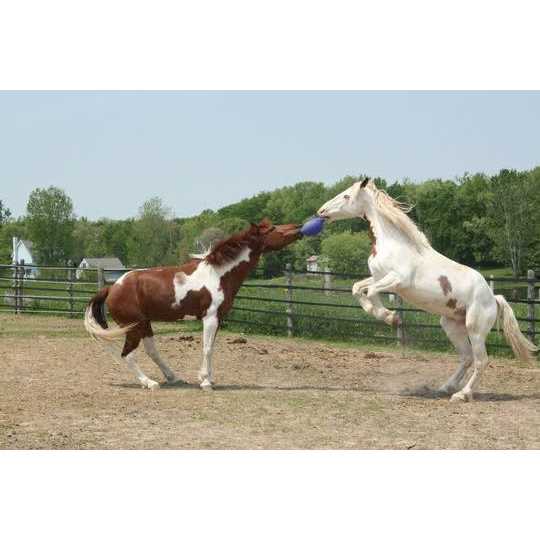 Horsemen’s Pride Jolly Tug Horse Toy - Healthber