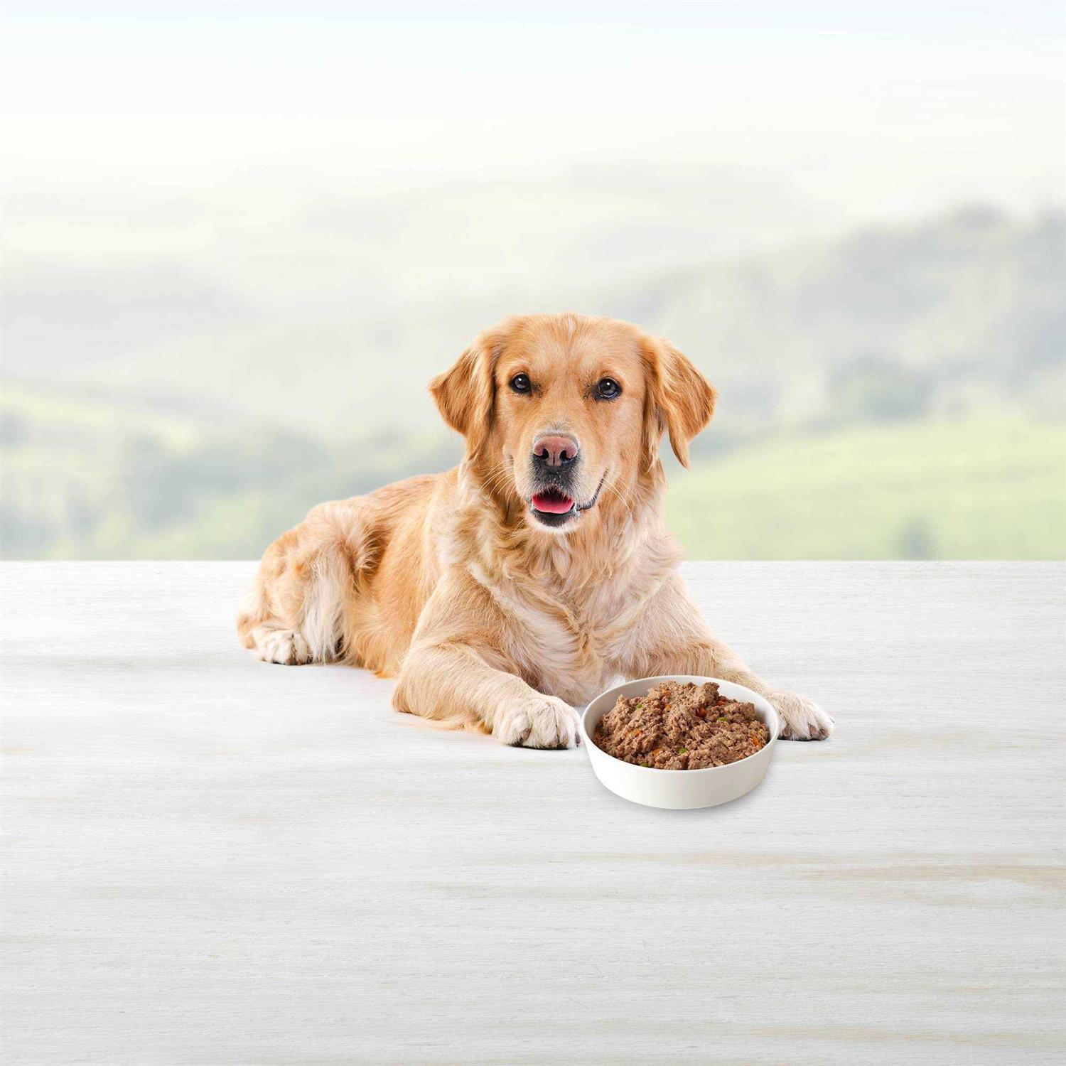 Blue Buffalo Homestyle Recipe Turkey Meatloaf Dinner Wet Dog Food - Healthber