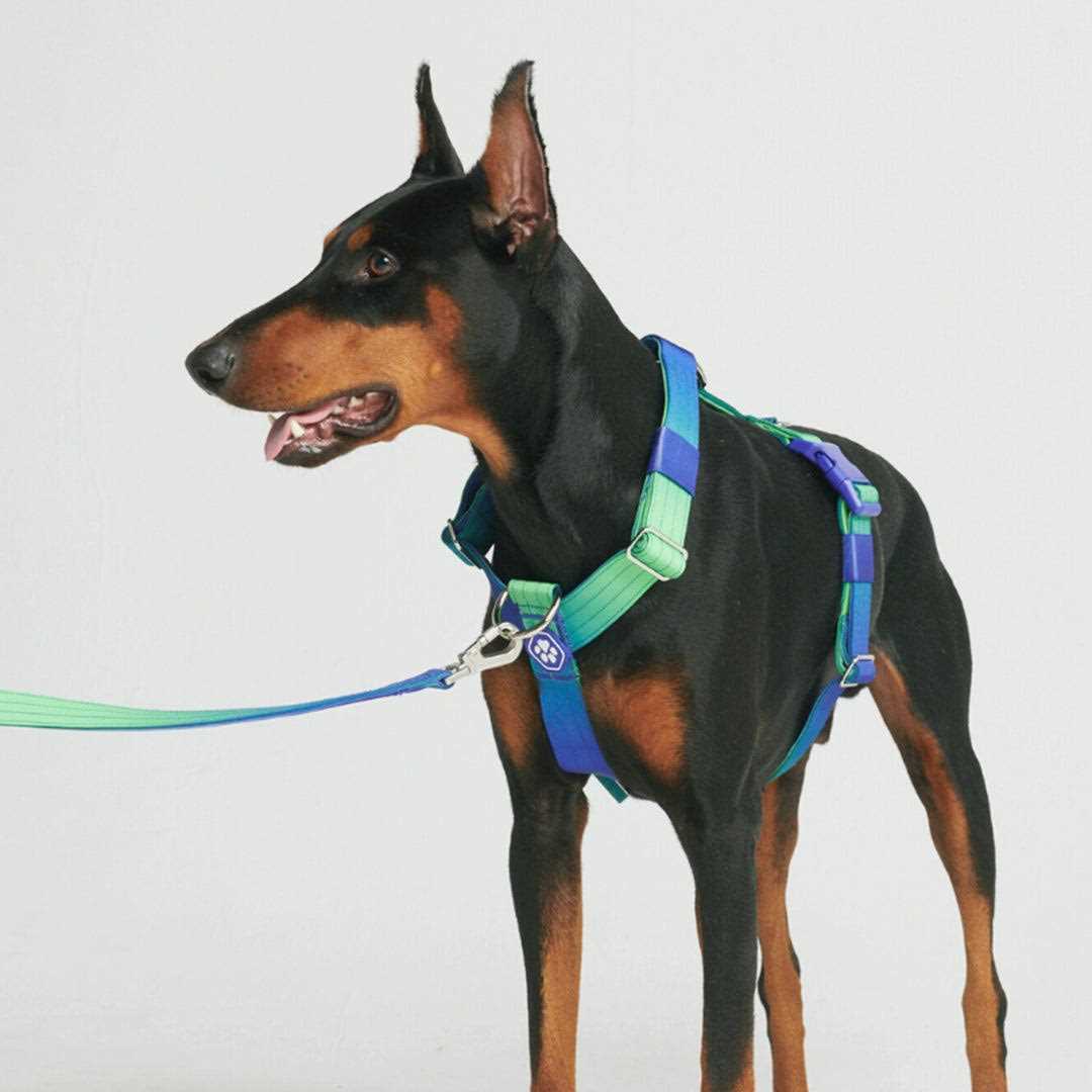 Spark Paws No-Pull Dog Harness Designed for Safety and Control - Healthber