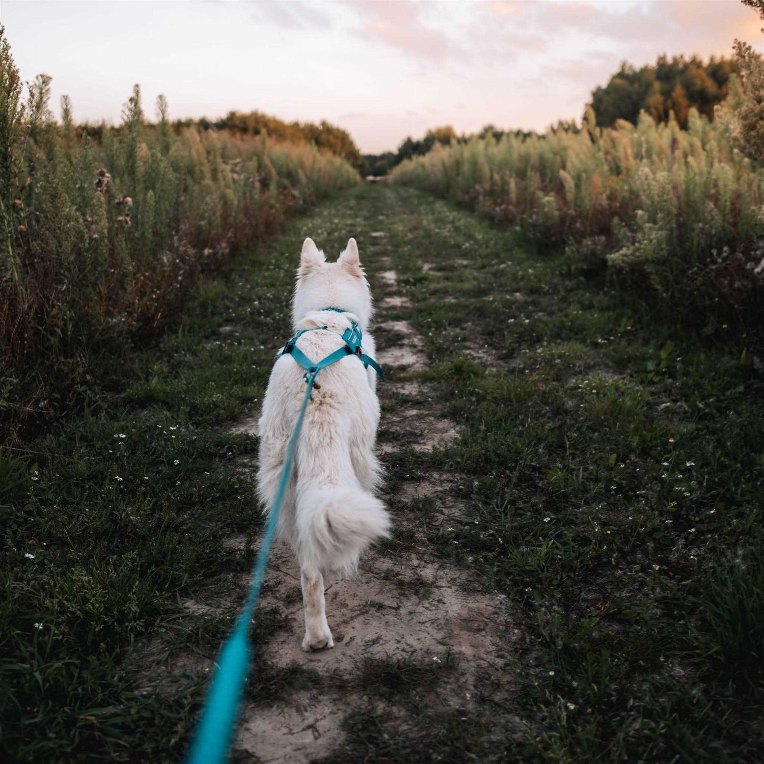 Non-Stop Dogwear Bungee Size - Healthber