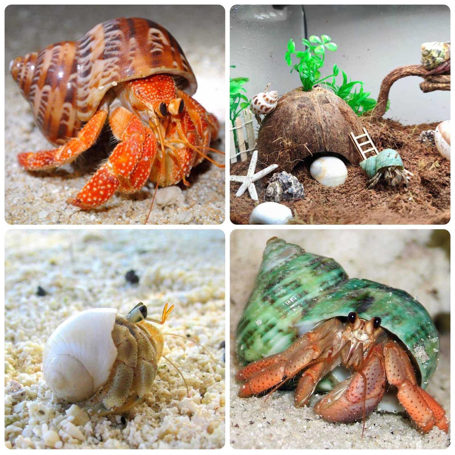 Giftvest Hermit Crab Shells Medium and Large 12PCS Growth Turbo Seashells Size 1.4-3.2 for Small Medium and Large Crabs - Healthber