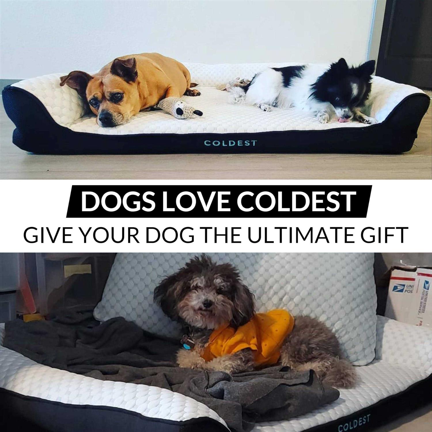 Coldest Cozy Dog Bed Cooling Medium Dog Beds - Healthber