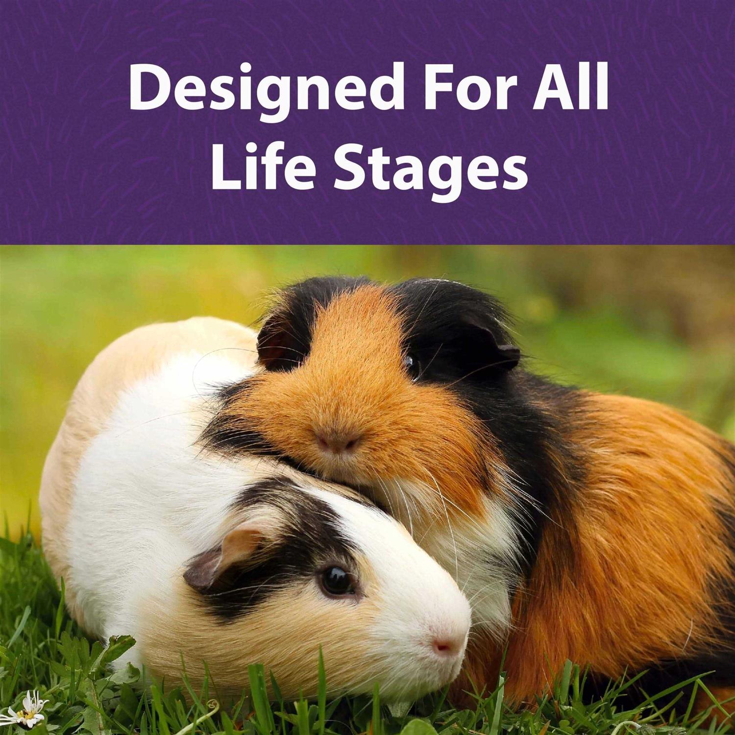 Mazuri Timothy-Based Guinea Pig Diet - Healthber