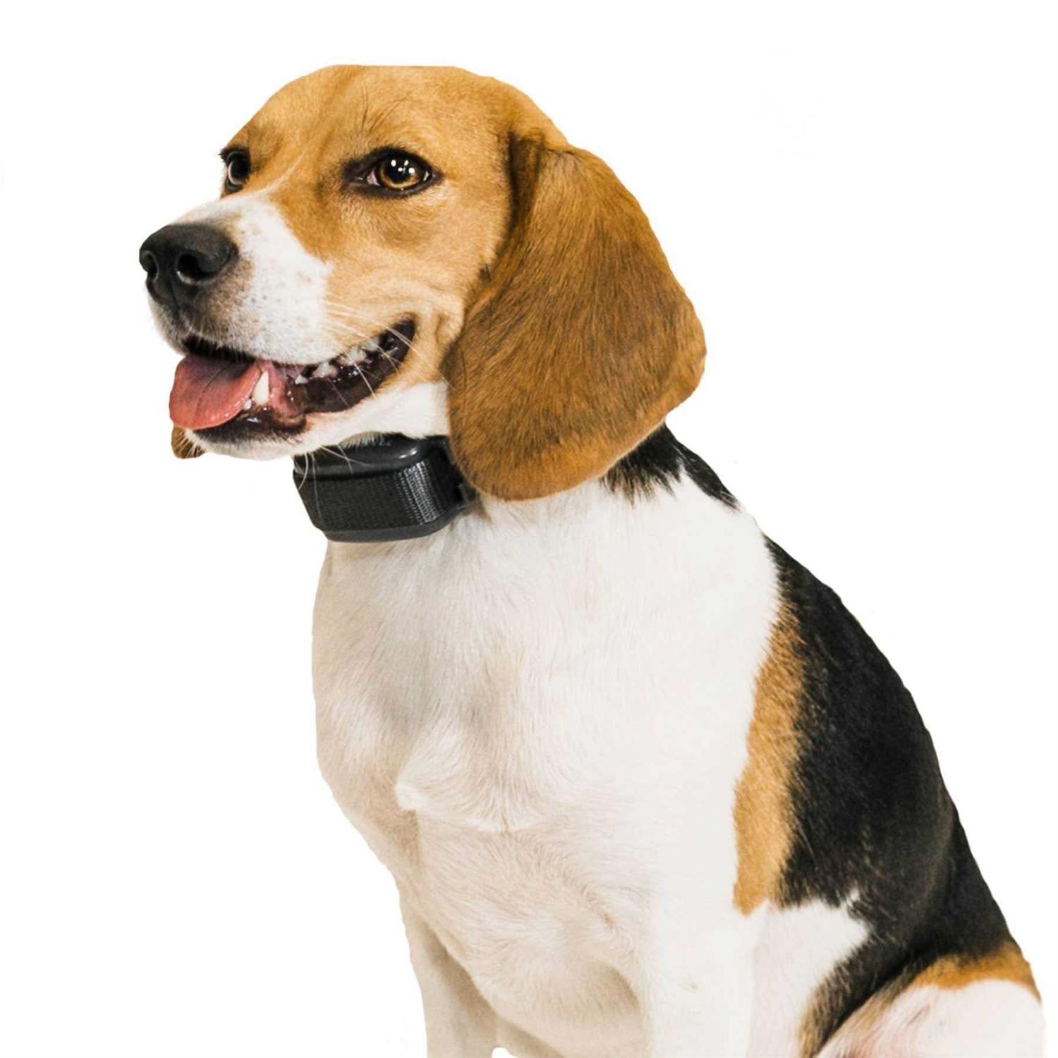 Premier Pet Bark Collar - Healthber