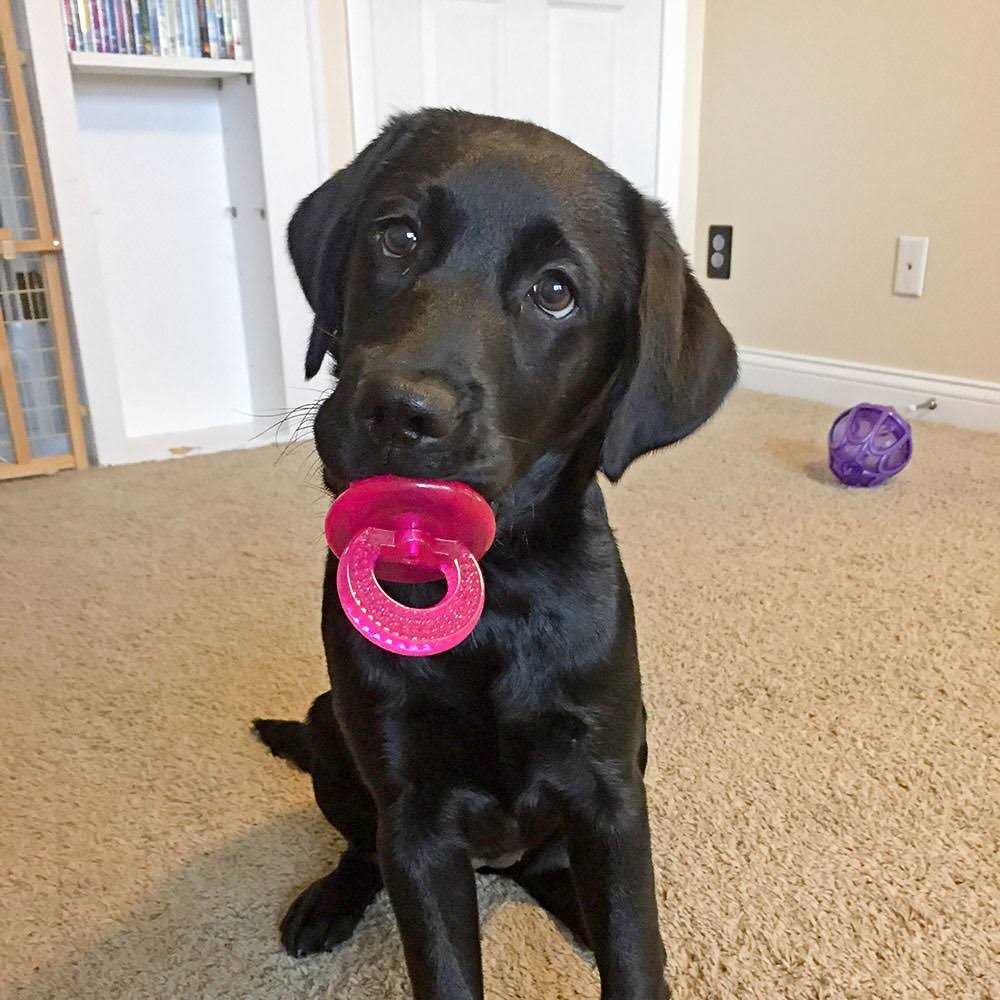 fouFIT Paci Chew - Healthber
