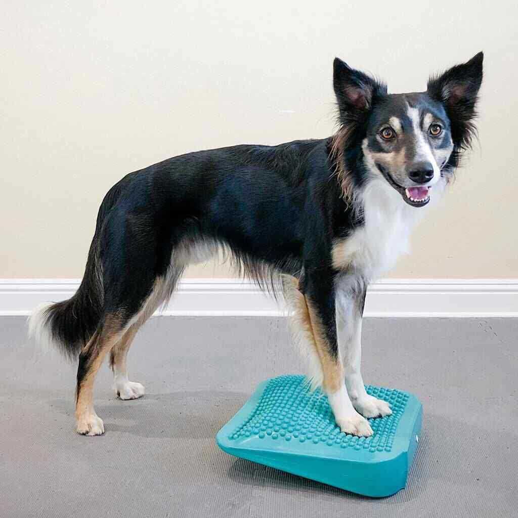 FitPAWS Ramp - Healthber