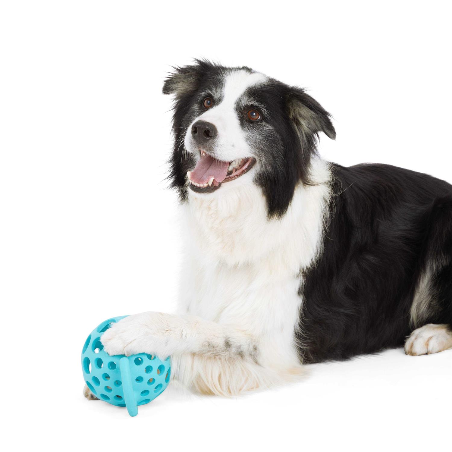 Leaps & Bounds Cage Ball with Handle Dog Toy - Healthber