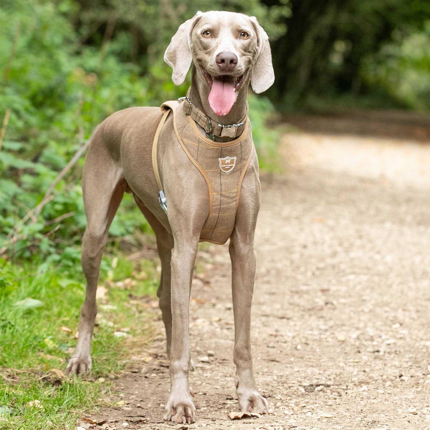 HUGO & HUDSON Tweed Dog Harness Vest - Healthber