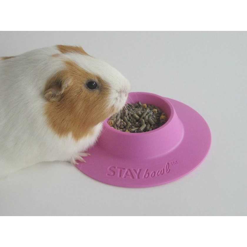 STAYbowl Tip-Proof Bowl for Guinea Pigs and Small Pets - Healthber