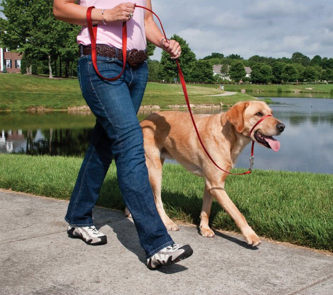 Gentle Leader Headcollar, large (over 60 lb) - Healthber