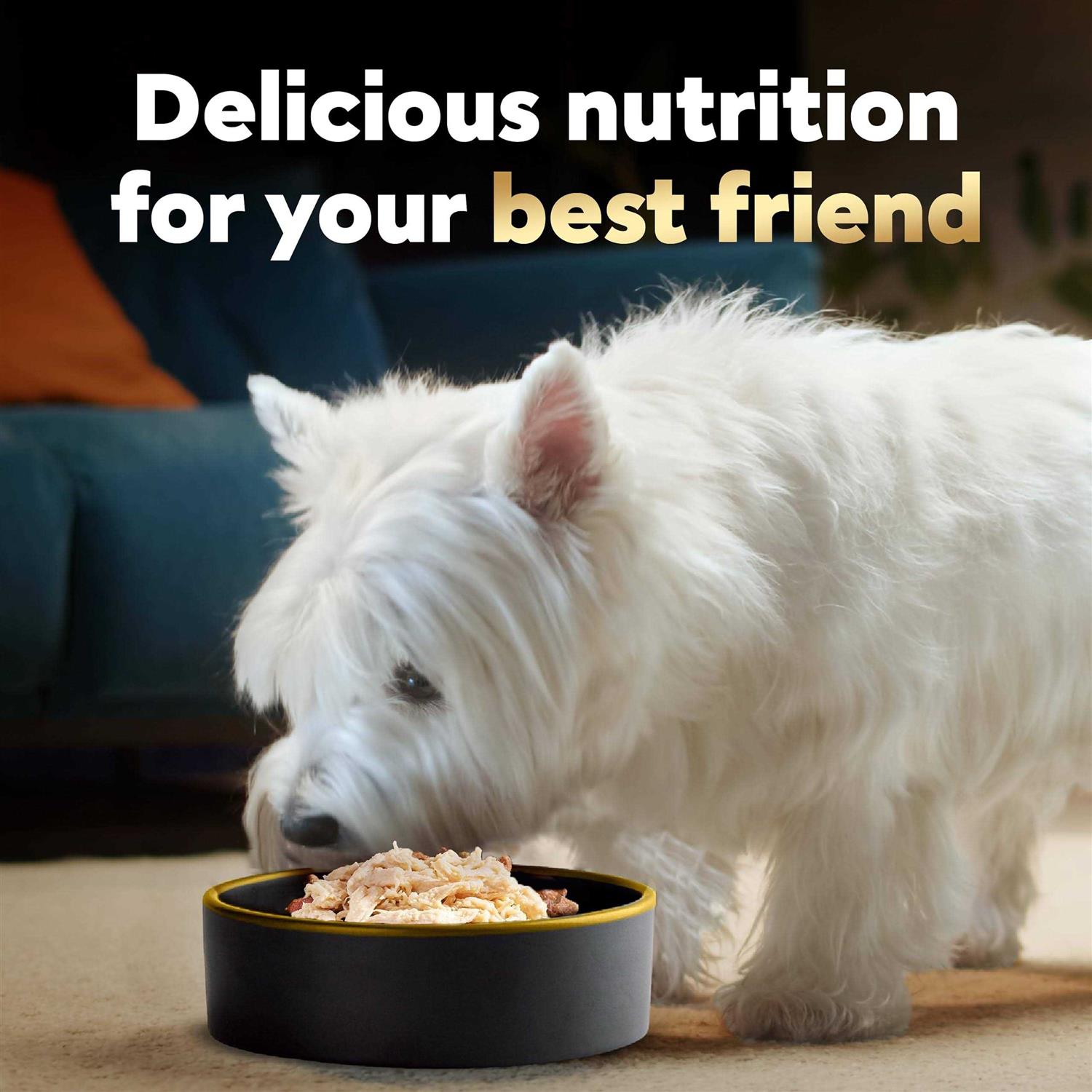 Cesar Wholesome Bowls Wet Dog Food - Healthber