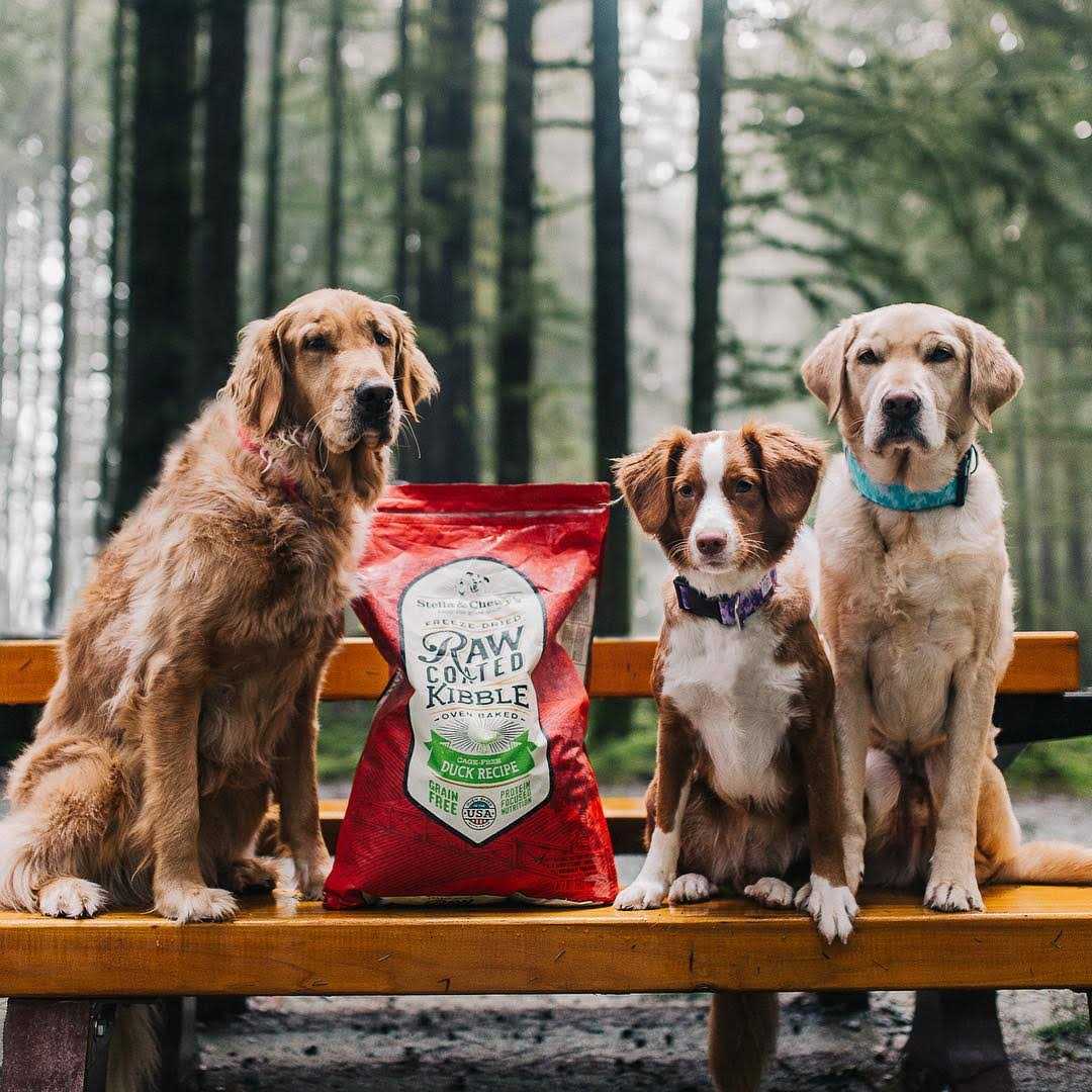 Stella & Chewy’s Cage-Free Duck Raw Coated Kibble Dog Food - Healthber