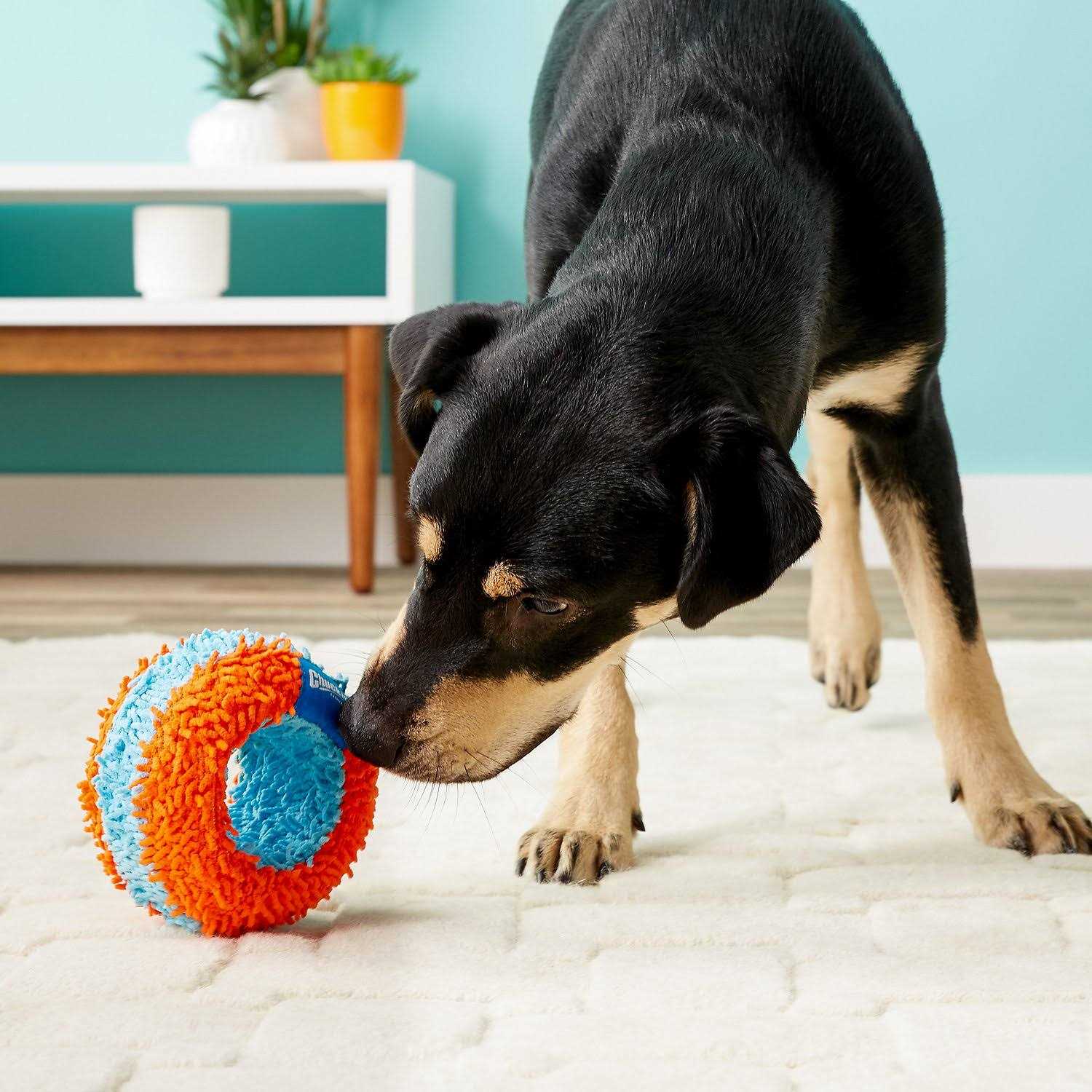 Chuckit! Indoor Roller Dog Toy, Orange/Blue - Healthber