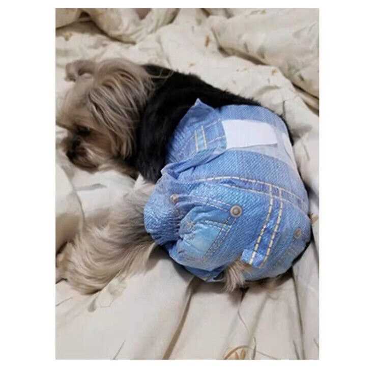 Pet Soft Dog Diapers Female Disposable Dog Diapers - Healthber