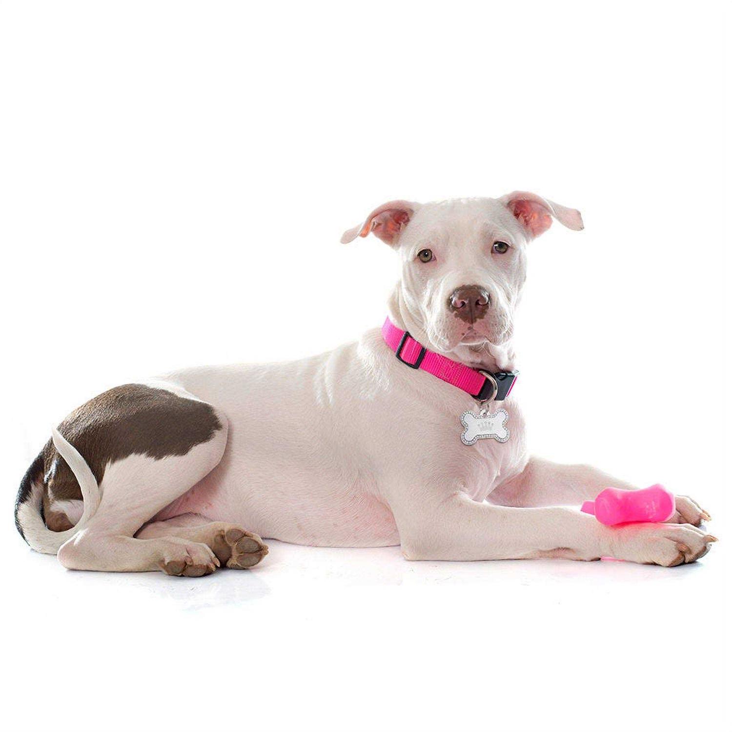 Quick-Tag Dog Tag with Crown and Crystals - Healthber