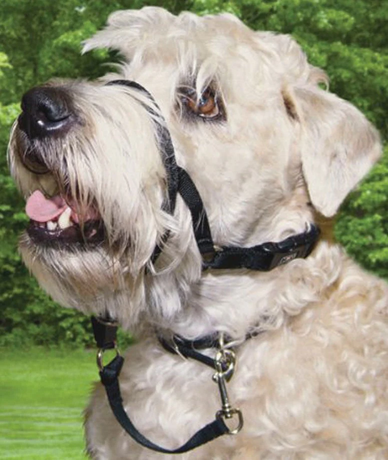 Walk 'n Train Head Halter - Healthber