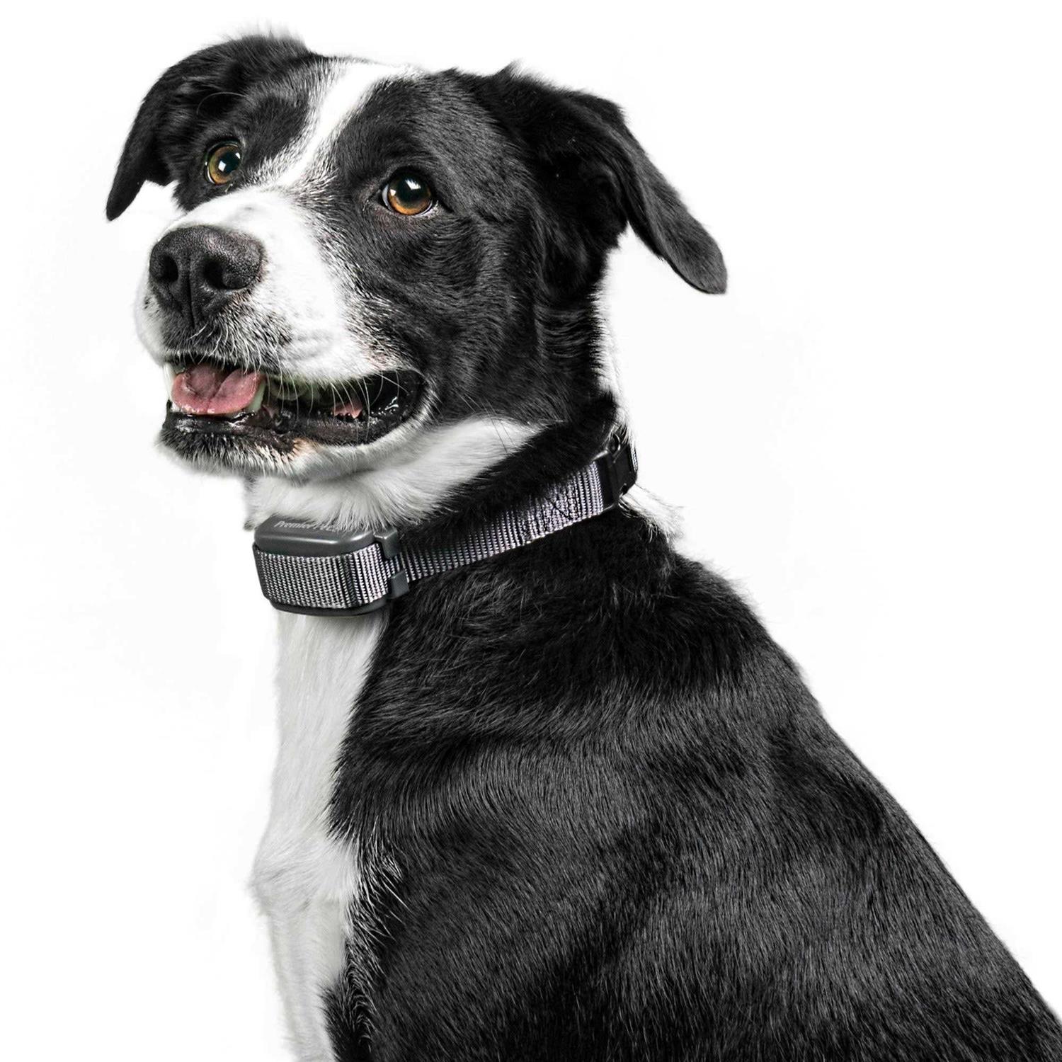 Premier Pet Rechargeable Bark Collar - Healthber