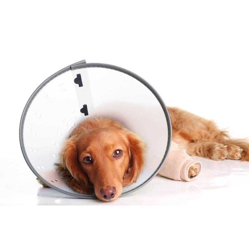 Remedy & Recovery Dogswell E-Collar - Healthber