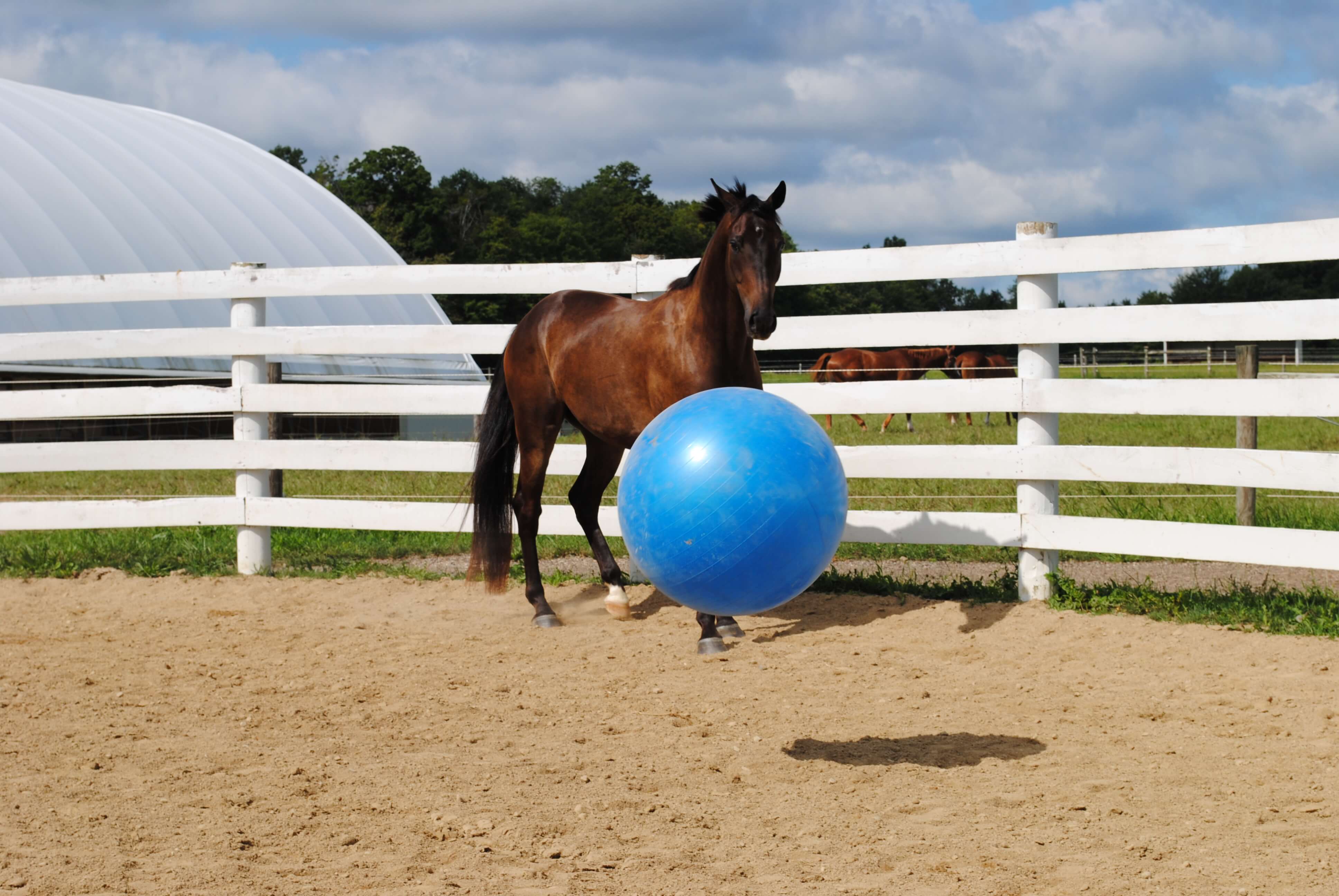 Jolly Mega Ball - Healthber