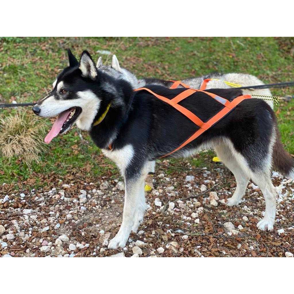 Neewa Sled Pro Harness Dog Pulling Harness Husky Harness - Healthber