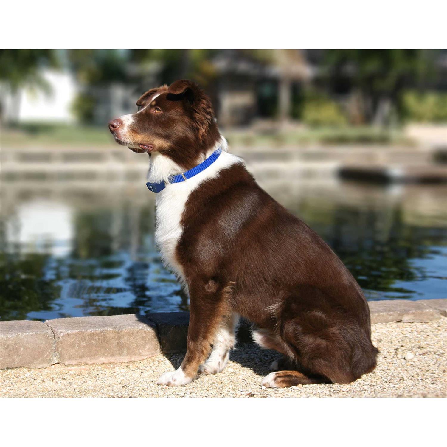 Extreme Dog Fence Dog Collar Replacement Strap Compatible with Nearly All Brands and Models of Underground Dog Fences - Healthber