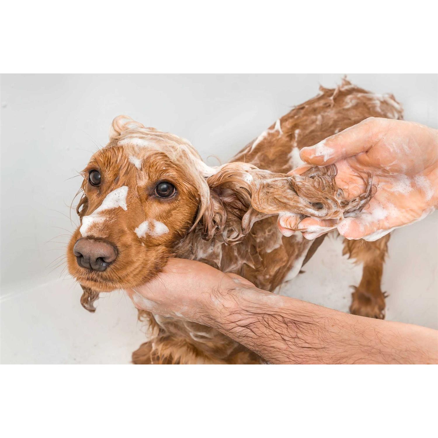 Petkin MegaValu Odor-Away Dog Shampoo - Healthber
