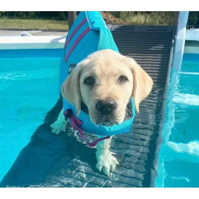 Petstep Pool Bundle - Healthber