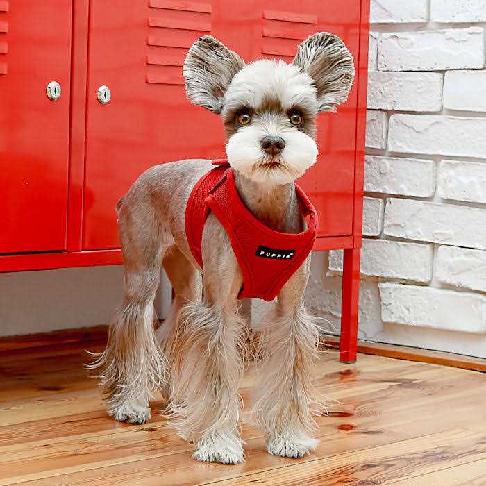Puppia Harness Soft B Vest - Healthber