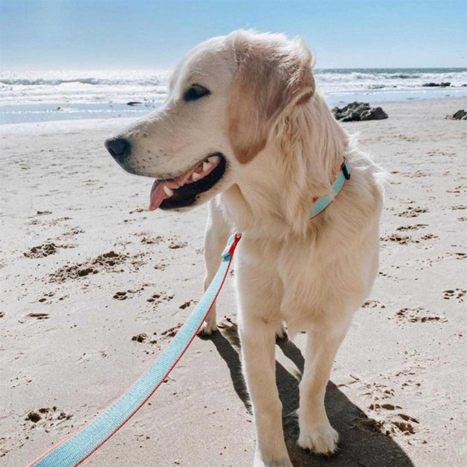Dog Collar Wide - Healthber