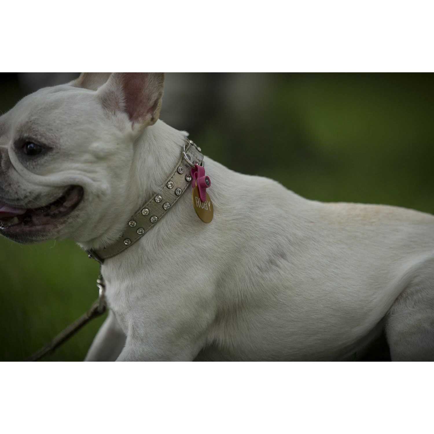 FreezeTag Dog Tag Silencer and Connector - Healthber