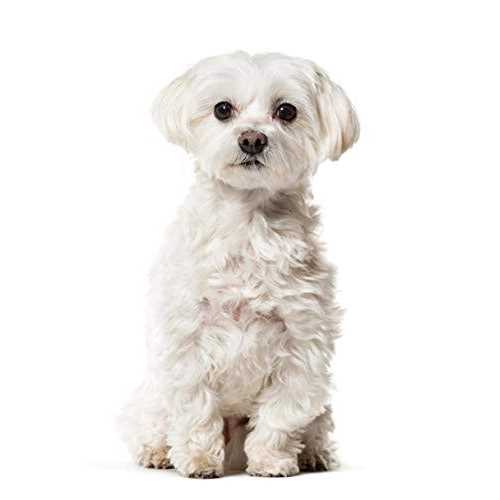 Eye Envy All Natural Off The Beard Stain Remover for Dogs & Cats - Healthber
